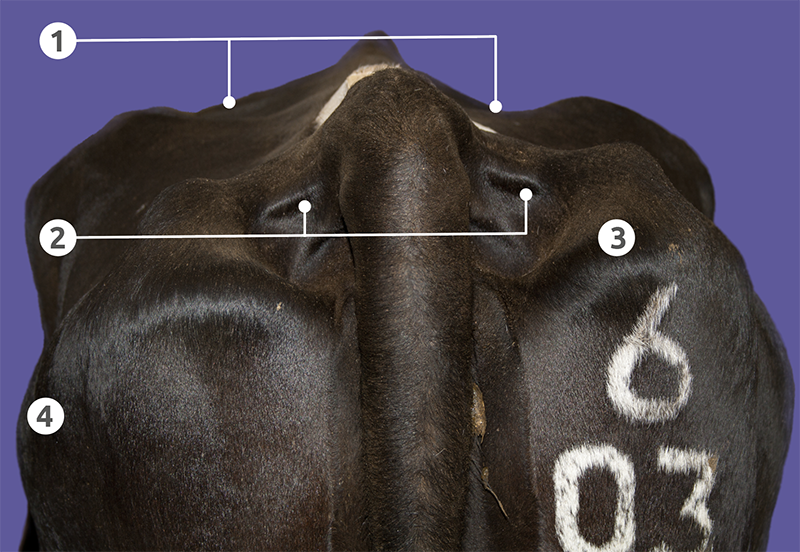 Rear view of a dairy cow showing the body condition scoring points.